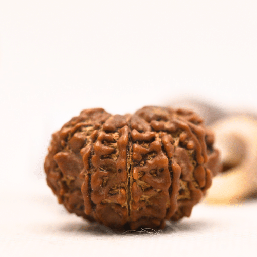 10 Mukhi Nepali Rudraksha - Regular