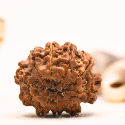10 Mukhi Nepali Rudraksha - Regular