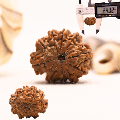 10 Mukhi Nepali Rudraksha - Regular