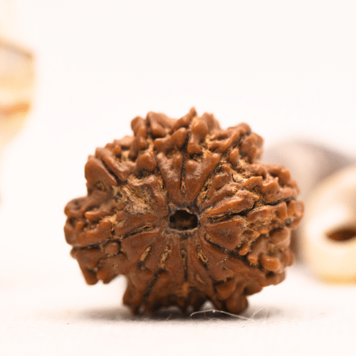 10 Mukhi Nepali Rudraksha - Regular