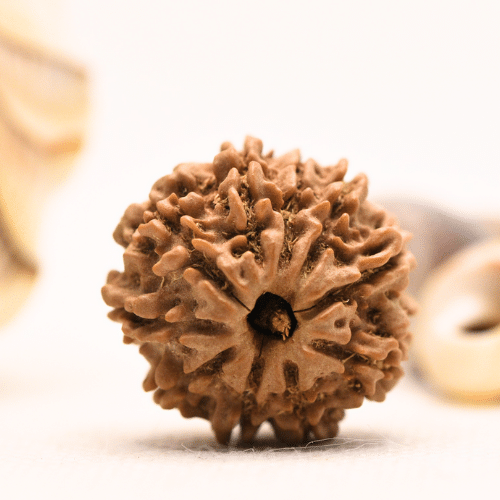 10 Mukhi Nepali Rudraksha - Regular