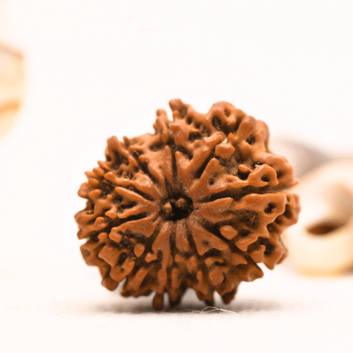10 Mukhi Nepali Rudraksha - Regular