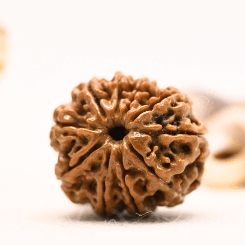 10 Mukhi Nepali Rudraksha - Regular