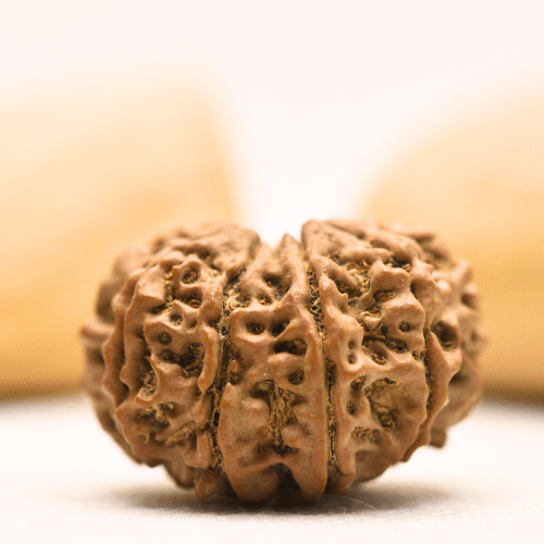 10 Mukhi Nepali Rudraksha - Super Collector