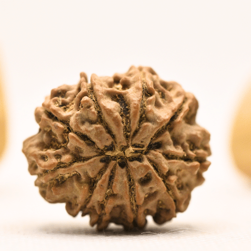 10 Mukhi Nepali Rudraksha - Super Collector