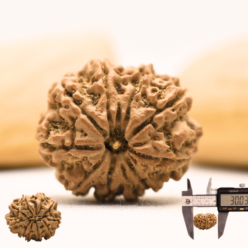 10 Mukhi Nepali Rudraksha - Super Collector