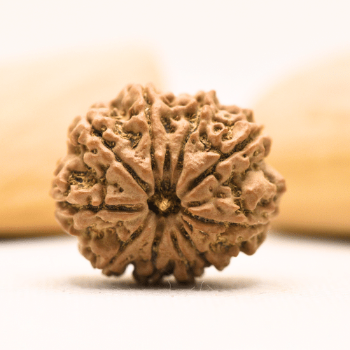 10 Mukhi Nepali Rudraksha - Super Collector