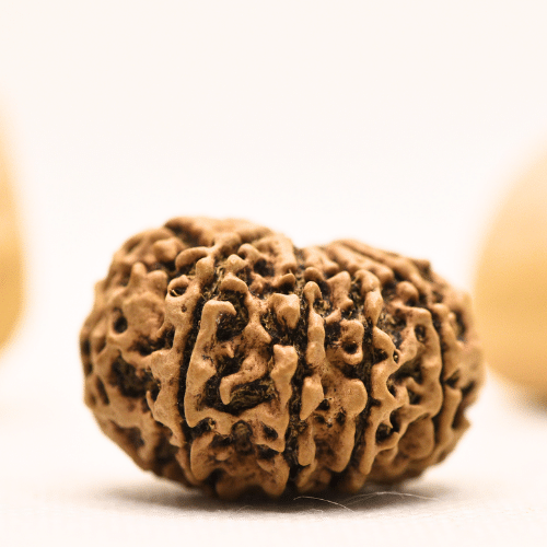 10 Mukhi Nepali Rudraksha - Super Collector