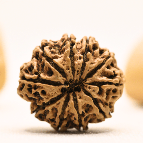10 Mukhi Nepali Rudraksha - Super Collector