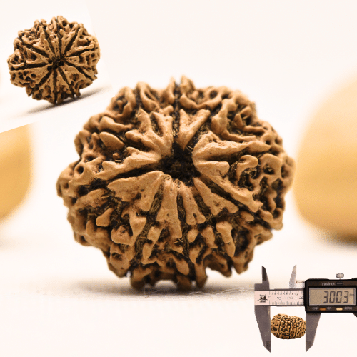 10 Mukhi Nepali Rudraksha - Super Collector