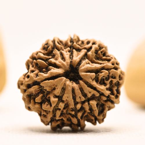 10 Mukhi Nepali Rudraksha - Super Collector