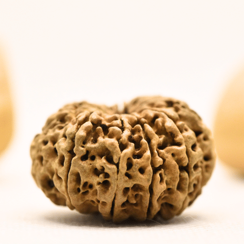 10 Mukhi Nepali Rudraksha - Super Collector