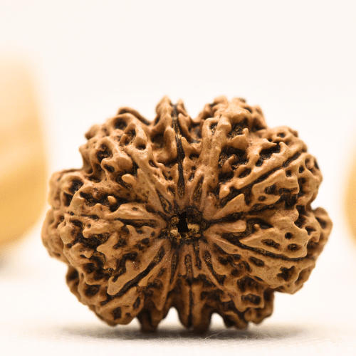 10 Mukhi Nepali Rudraksha - Super Collector