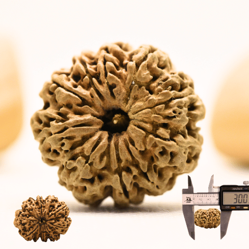 10 Mukhi Nepali Rudraksha - Super Collector