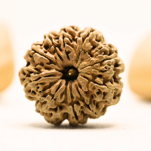 10 Mukhi Nepali Rudraksha - Super Collector
