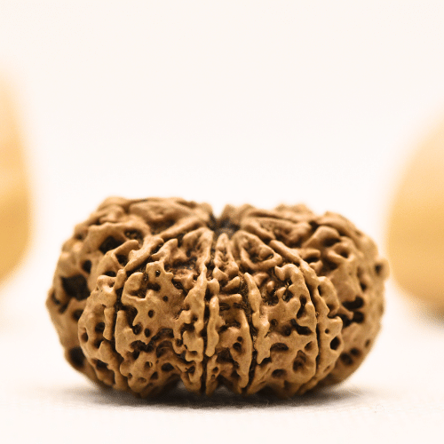 10 Mukhi Nepali Rudraksha - Super Collector