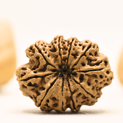 10 Mukhi Nepali Rudraksha - Super Collector
