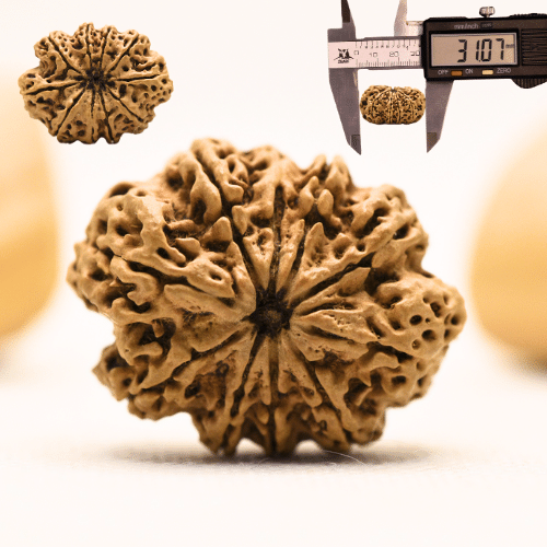 10 Mukhi Nepali Rudraksha - Super Collector