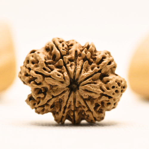 10 Mukhi Nepali Rudraksha - Super Collector