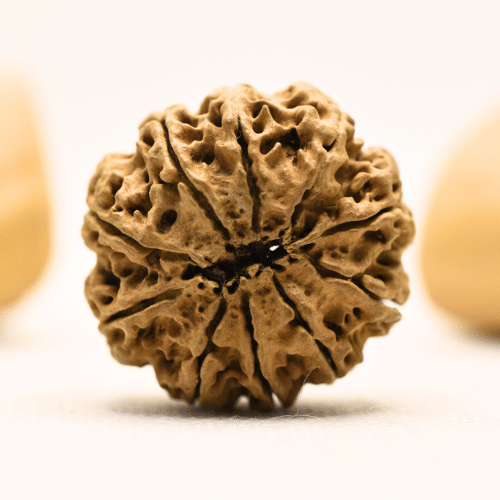 10 Mukhi Nepali Rudraksha - Super Collector