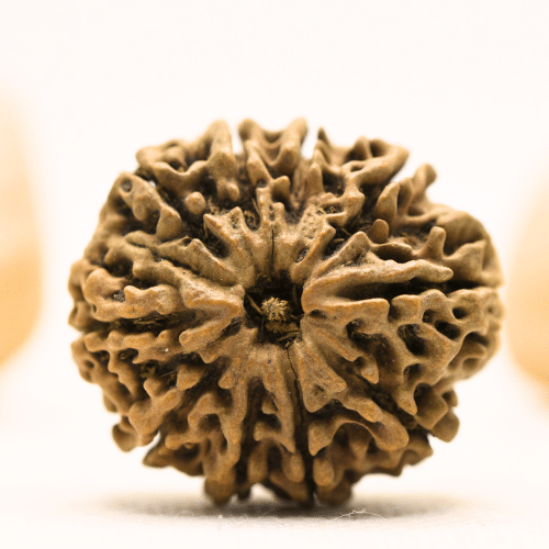 10 Mukhi Nepali Rudraksha - Super Collector