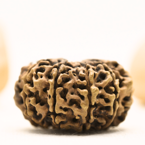 10 Mukhi Nepali Rudraksha - Super Collector