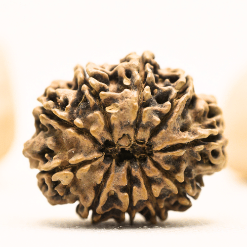 10 Mukhi Nepali Rudraksha - Super Collector