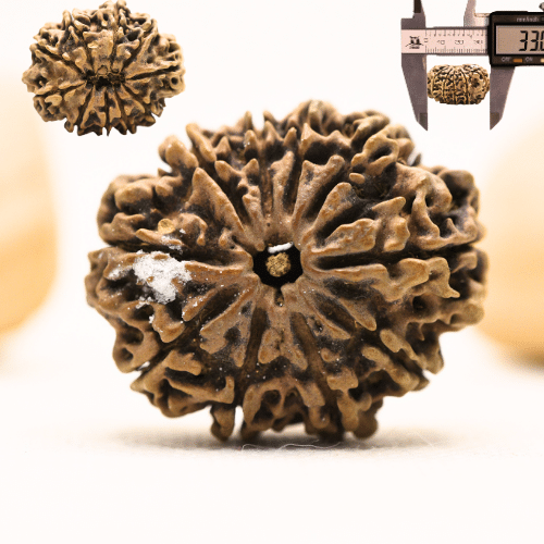 10 Mukhi Nepali Rudraksha - Super Collector