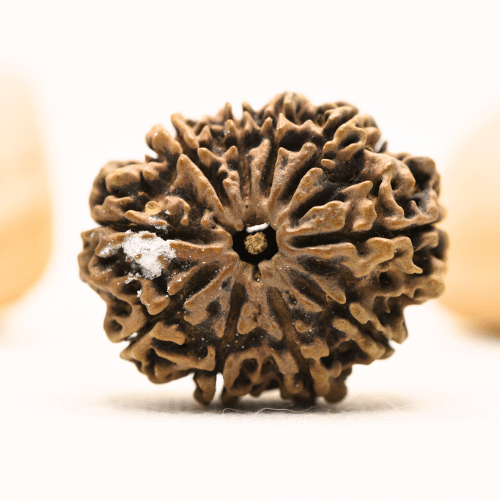 10 Mukhi Nepali Rudraksha - Super Collector