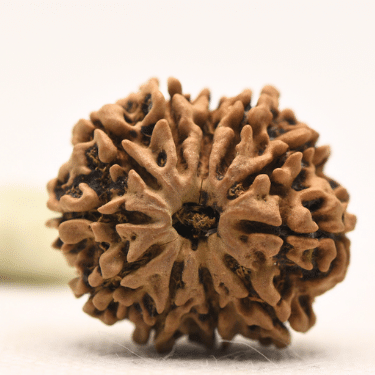 11 Mukhi Nepali Rudraksha - Collector