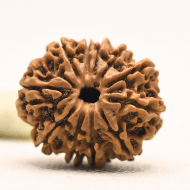 11 Mukhi Nepali Rudraksha - Collector