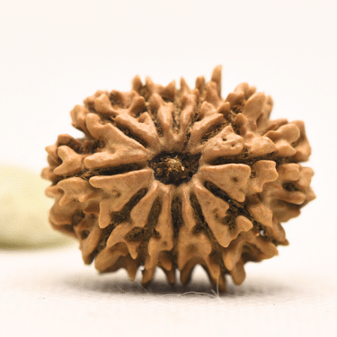 11 Mukhi Nepali Rudraksha - Collector