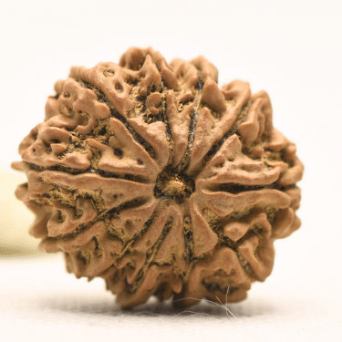 11 Mukhi Nepali Rudraksha - Collector