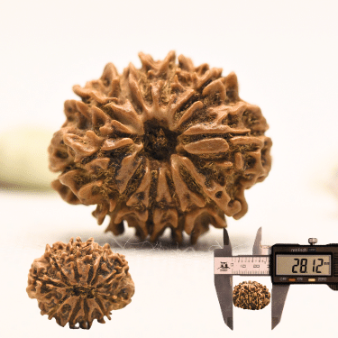 11 Mukhi Nepali Rudraksha - Collector