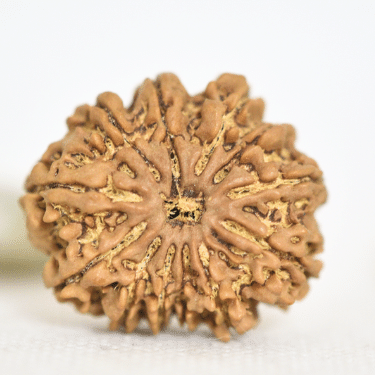 11 Mukhi Nepali Rudraksha - Collector