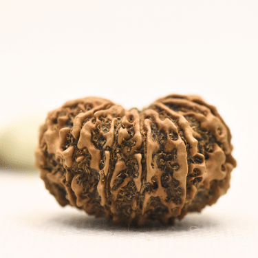 11 Mukhi Nepali Rudraksha - Collector