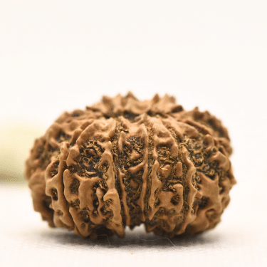 11 Mukhi Nepali Rudraksha - Collector