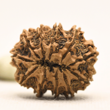 11 Mukhi Nepali Rudraksha - Collector