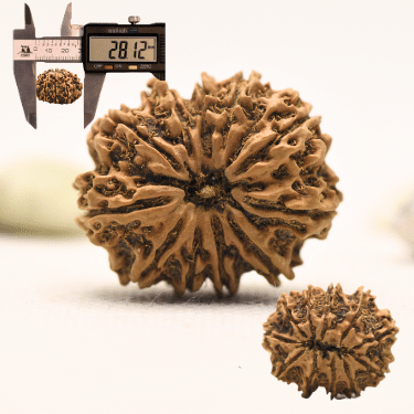 11 Mukhi Nepali Rudraksha - Collector