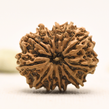 11 Mukhi Nepali Rudraksha - Collector
