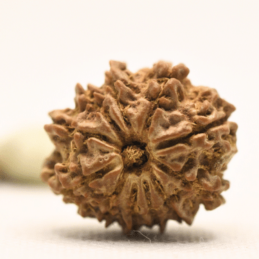 11 Mukhi Nepali Rudraksha - Collector