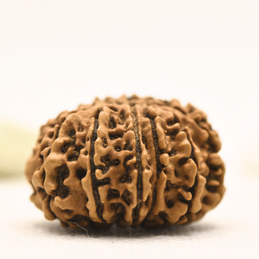 11 Mukhi Nepali Rudraksha - Collector