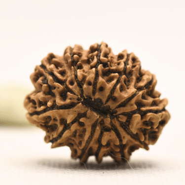 11 Mukhi Nepali Rudraksha - Collector