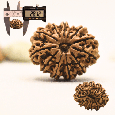 11 Mukhi Nepali Rudraksha - Collector