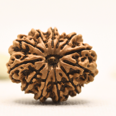 11 Mukhi Nepali Rudraksha - Collector