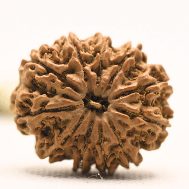 11 Mukhi Nepali Rudraksha - Collector