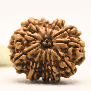 11 Mukhi Nepali Rudraksha - Collector
