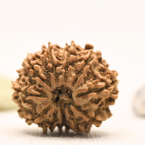 11 Mukhi Nepali Rudraksha - Large