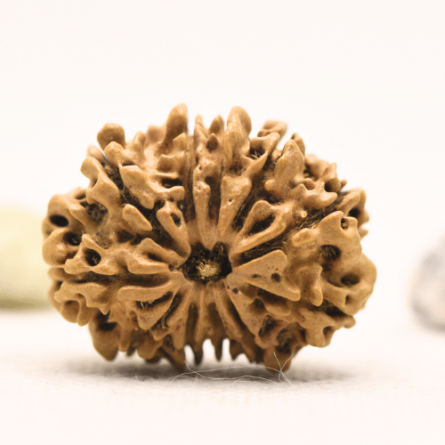 11 Mukhi Nepali Rudraksha - Large