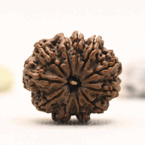 11 Mukhi Nepali Rudraksha - Large